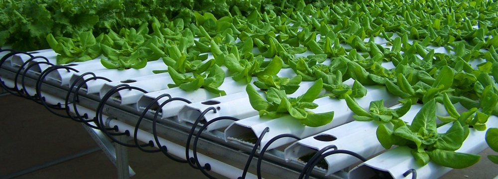 First Hydroponic Greenhouse Launched