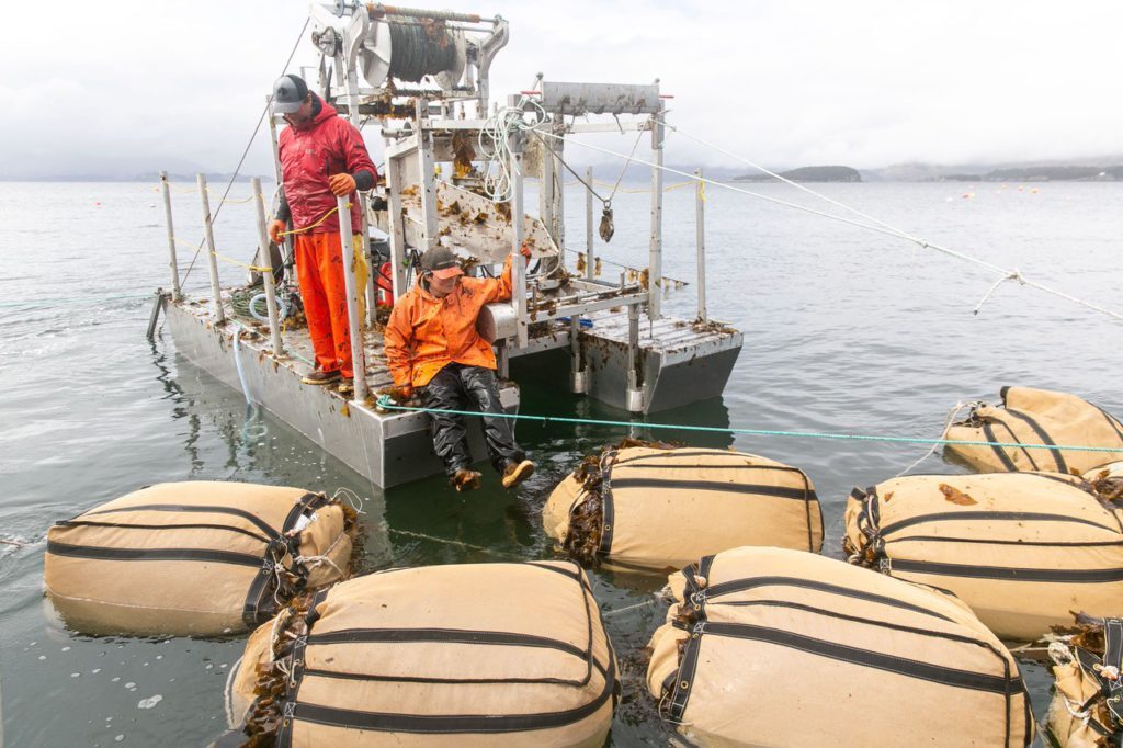 Could seaweed farms become the next generation of mines?