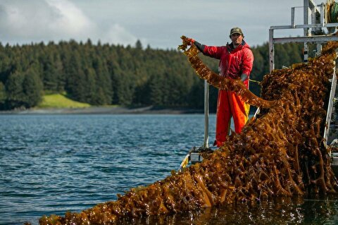 Could seaweed farms become the next generation of mines?