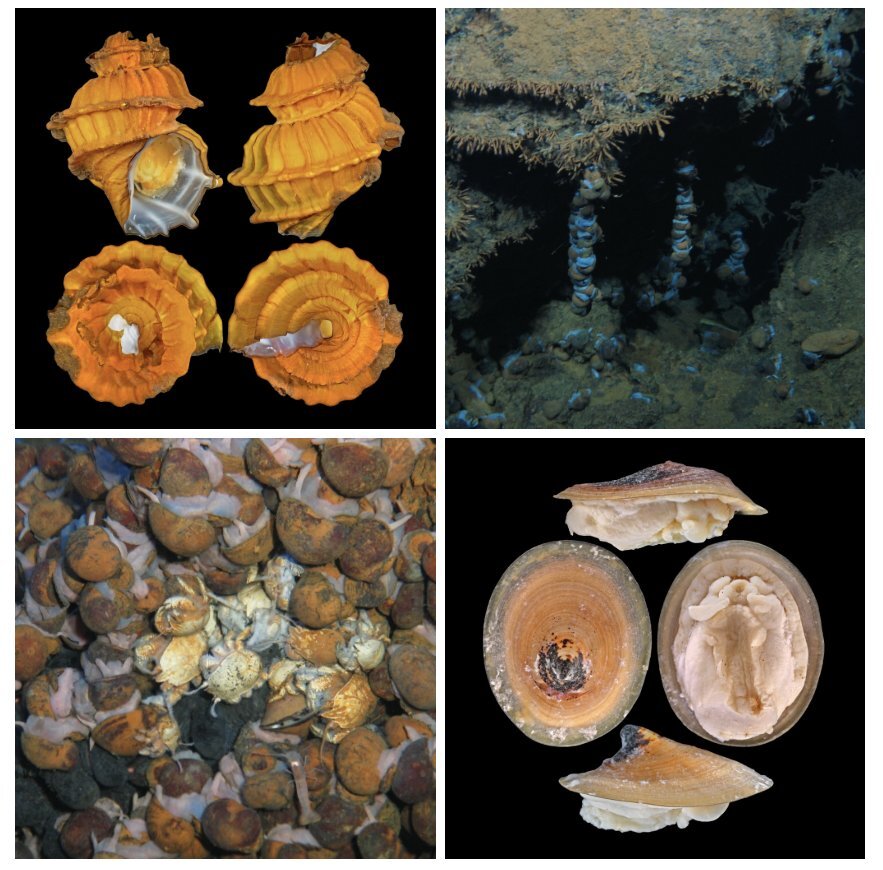 Deep-sea mining threatens 60% of vent species: IUCN