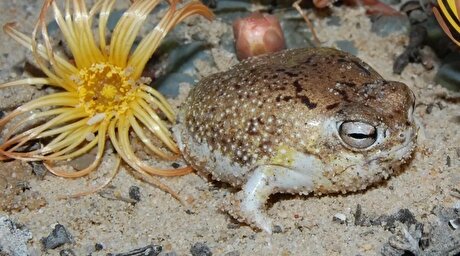 Deep-sea mining threatens 60% of vent species: IUCN